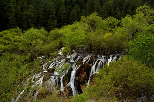瀑布 溪流 喜水性乔木