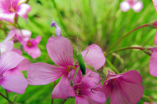 夏虫