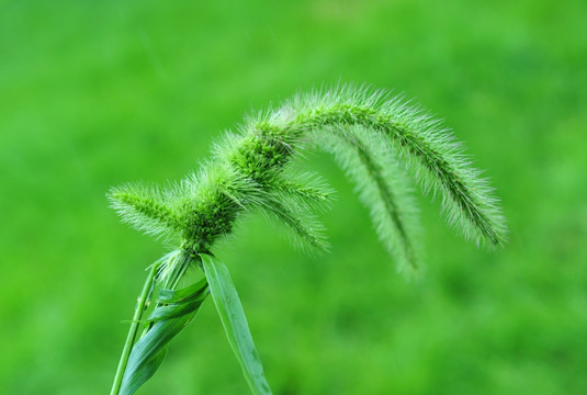 狗尾草