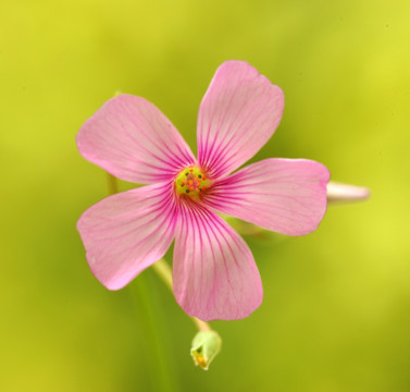 花朵微距摄影