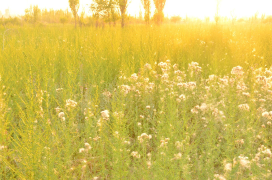 黄花蒿