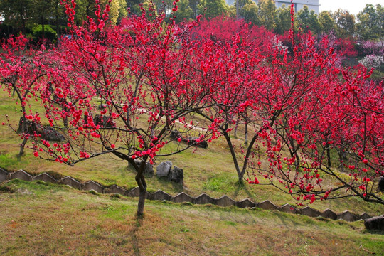 三峡大坝坛子岭景区 花卉