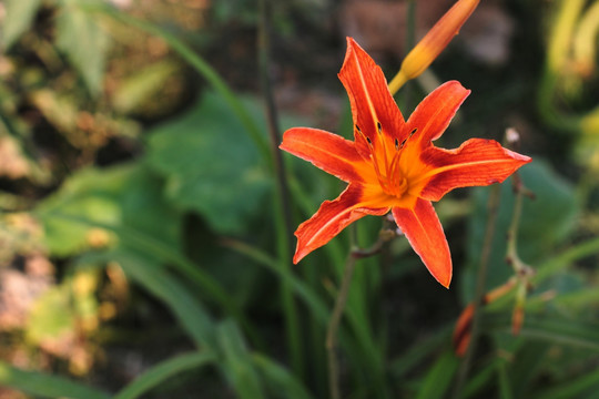 黄花菜