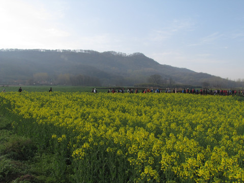 油菜花黄漫山野