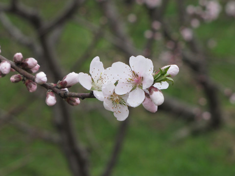 山野桃花