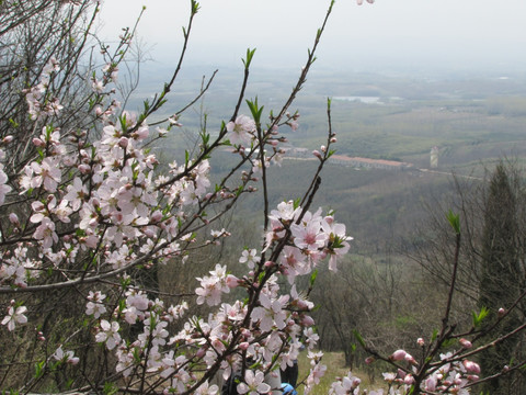 山野春归