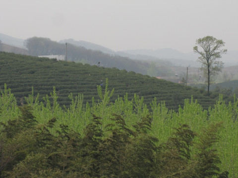 春归茶场