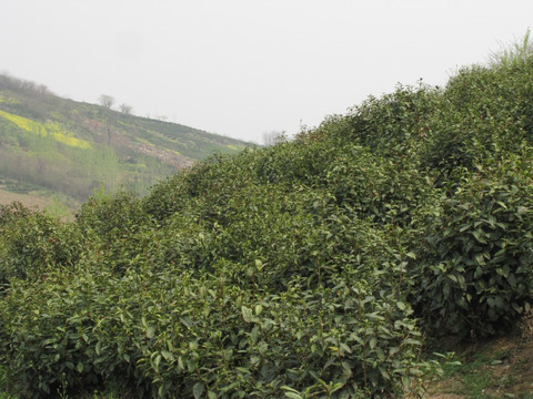 茶场春归 滁州施集茶场 赵洼远眺