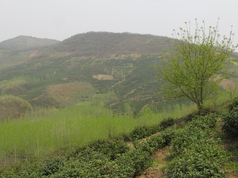 茶场春归 滁州施集茶场 赵洼远眺