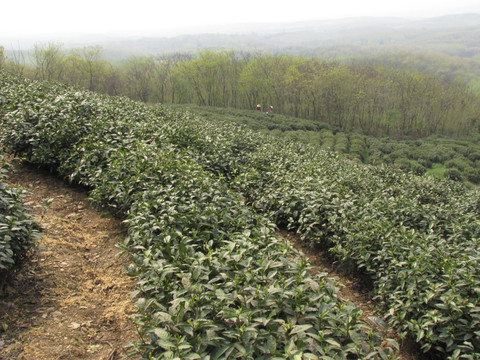 茶场春归 滁州施集茶场 赵洼远眺