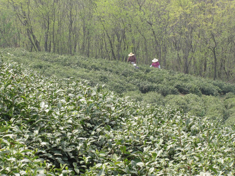 茶场春归 滁州施集茶场 赵洼远眺