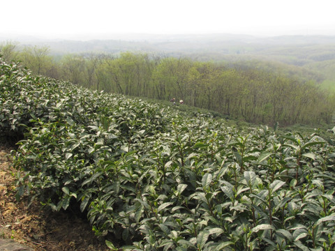 茶场春归 滁州施集茶场 赵洼远眺