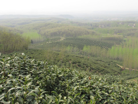 茶場春歸 滁州施集茶場 趙洼遠眺