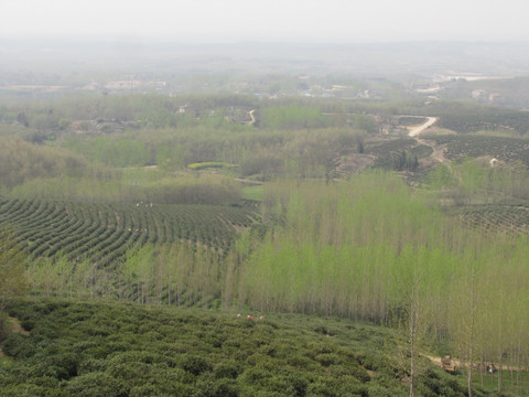 茶场春归 滁州施集茶场 赵洼远眺