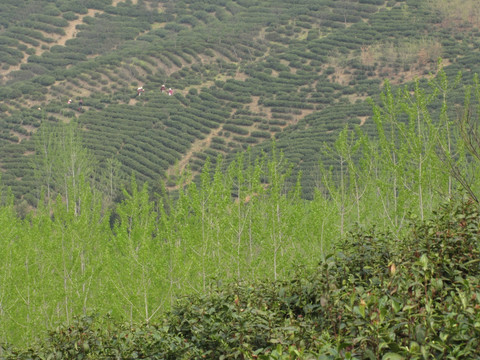 茶场春归 滁州施集茶场 赵洼远眺