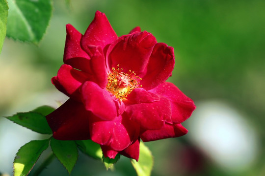 月季花
