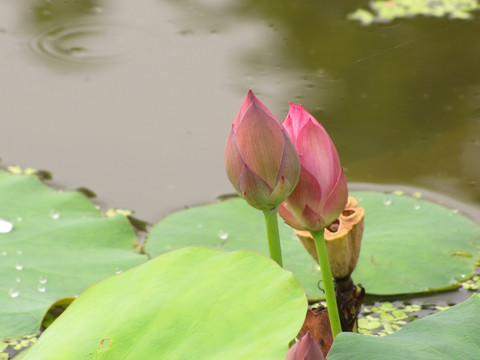 悠悠水中央