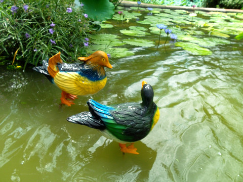 莲花仙境 鸳鸯