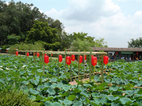 莲花仙境