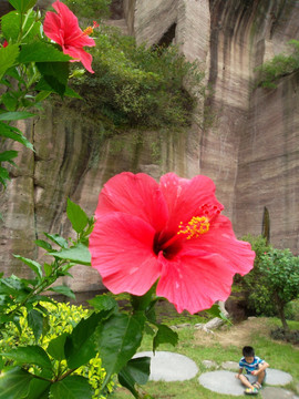 扶桑花