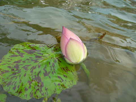 荷花 莲花