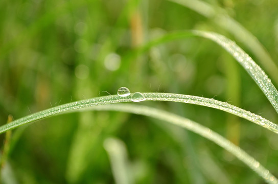 露珠