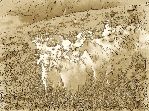 山羊