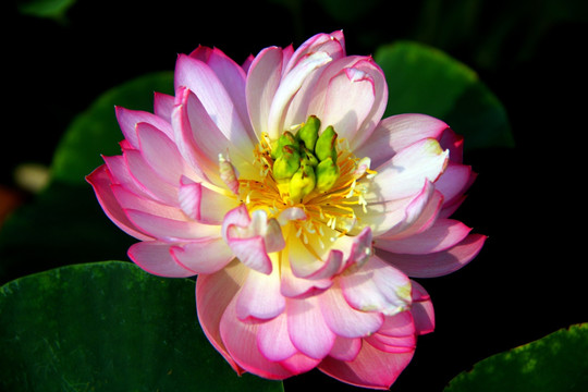 彩邊荷花