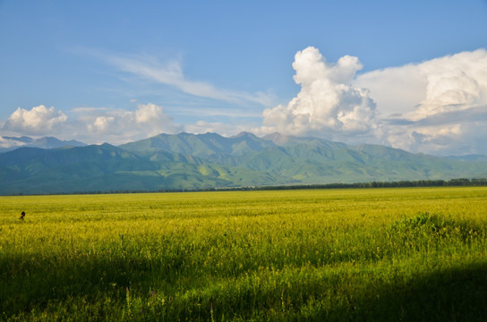 小麦田