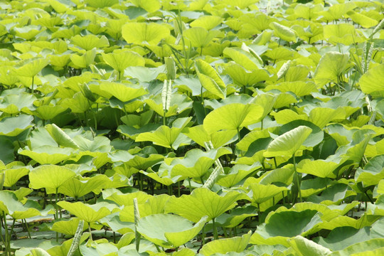 荷花 荷叶 池塘风景