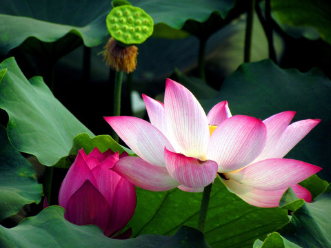 花開花落
