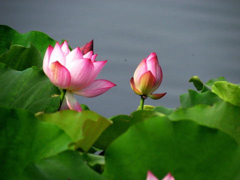 荷花