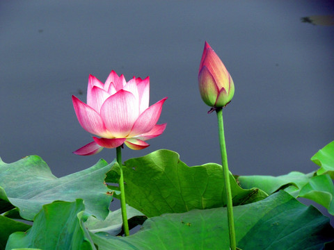 荷花
