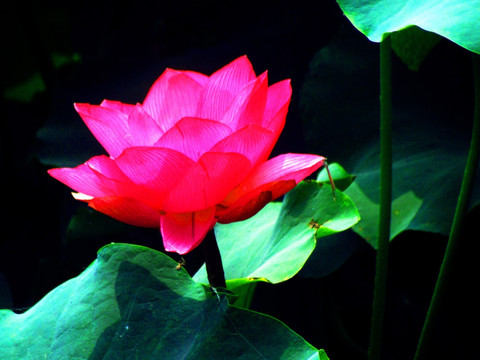 荷花