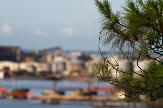 松树树枝