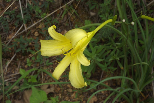 黄花菜