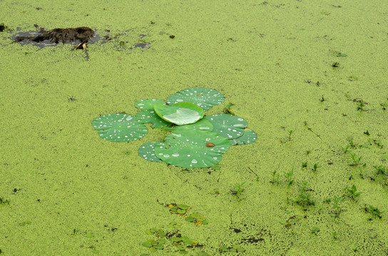 浮萍