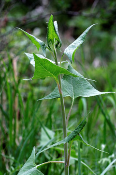 野生植物 山尖子