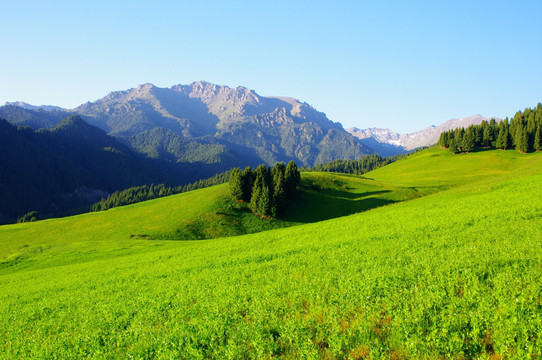 新疆高山草场