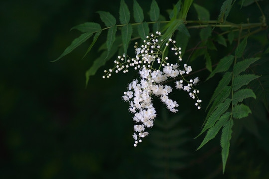 植物