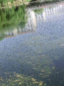 江苏师大校园风景