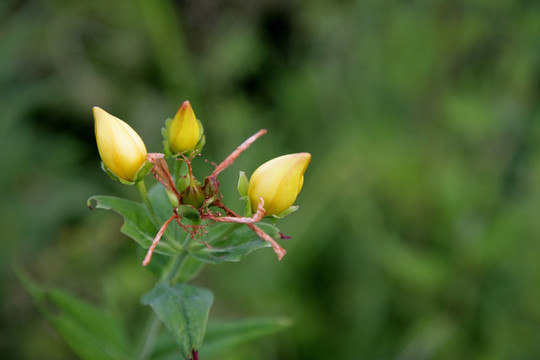 长柱金丝桃 花蕾