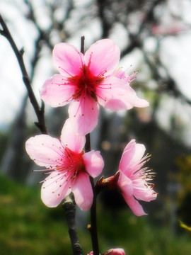 桃花灿烂