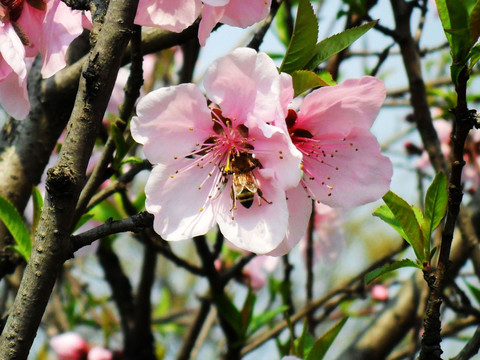 桃花灿烂