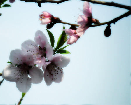 桃花灿烂