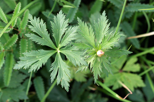 野生花卉 金蓮花
