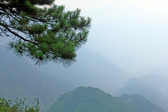 泰山青松