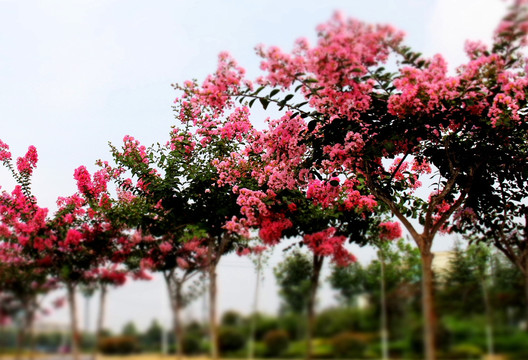 鲜艳的花树