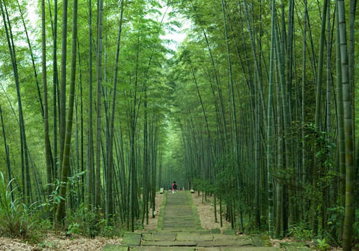 竹林探幽