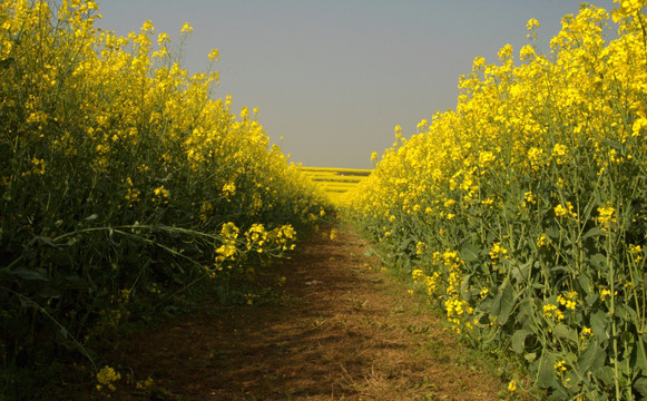 菜花地里一条路